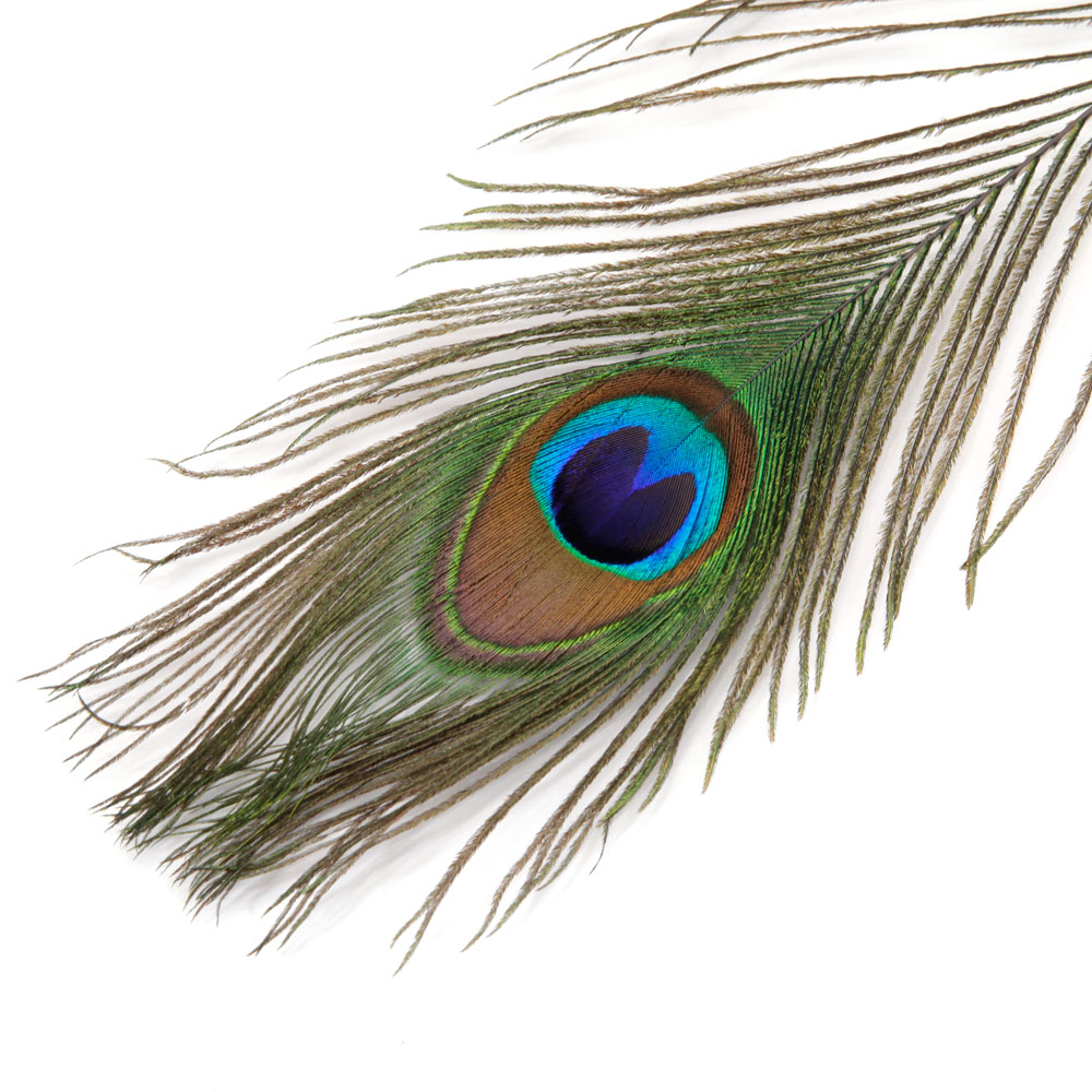 12 Peacock Feathers Natural Peacock Eye Feathers Diy Party